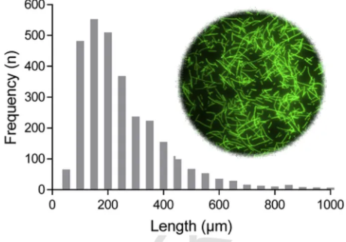 Fig. 1. Length distribution and appearance of fluorescent fibers after production and be- be-fore administration to the test organisms.