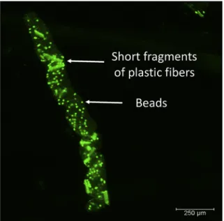 Fig. 5. A fecal string of Palaemon varians containing very short fragments of fluores- fluores-cent microplastic fibers and beads