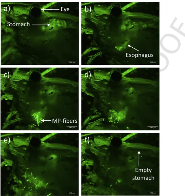 Fig. 7. Sequence of time-lapse recordings showing regurgitation of fluorescent fibres and beads from a lateral view of P