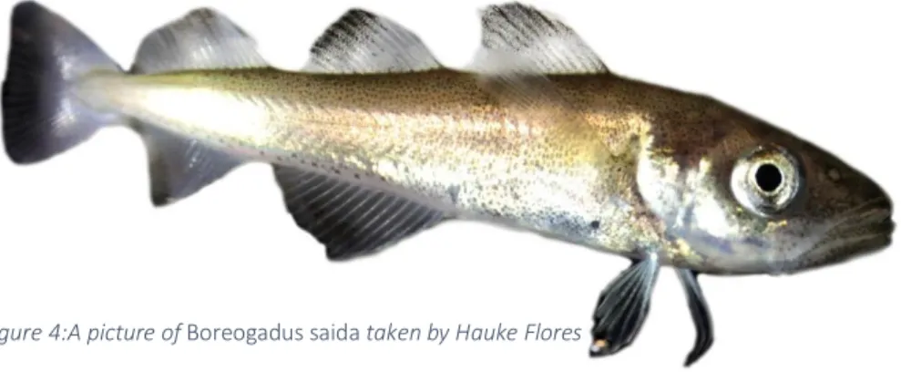 Figure 4:A picture of Boreogadus saida taken by Hauke Flores