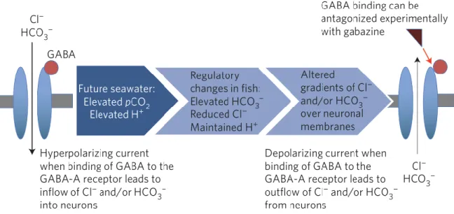Figure 5:  Model of the GABA A R to show hypercapnia-induced changes published by Nilsson et al