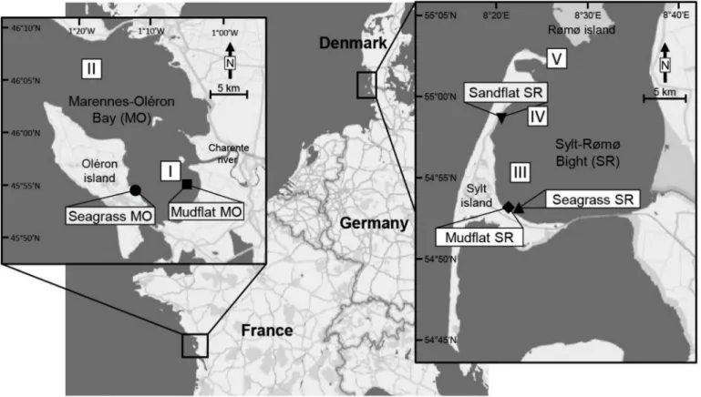 Fig. 1. Sampling stations in the mudﬂats, seagrass beds and the sandﬂats in the Marennes-Oléron Bay (MO) and the Sylt-Rømø Bight (SR) along the European Atlantic coast