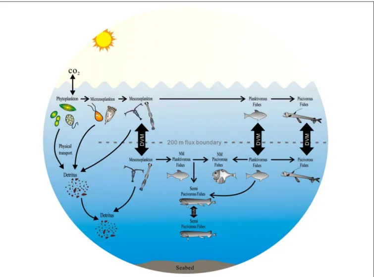 FIGURE 7 | The potential impact of the diversity of mesopelagic species on global carbon budgets in the ocean (DVM, diel vertical migration; NM, non-migration) [modify from Sutton and Hopkins (1996), Catul et al