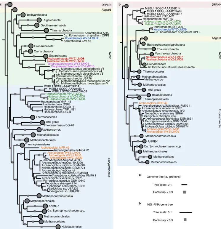 Fig. 1 | classification of the 12 described MAGs. a, Phylogenomic affiliation of the MAGs based on 37 conserved protein sequences and using 233  representative archaeal genomes from 4 superphyla