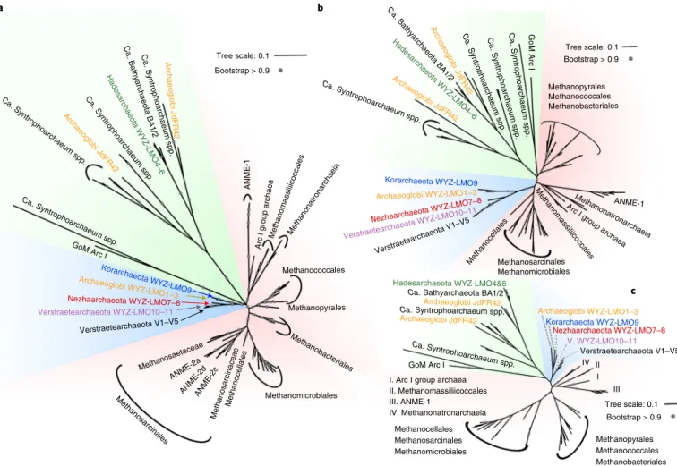 Fig. 2 | Phylogenetic affiliations of the McrA, Mcrb and McrG protein sequences of the 12 studied archaeal MAGs