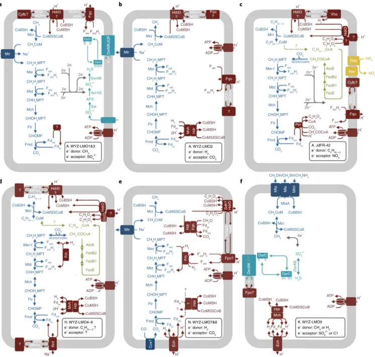 Fig. 3 | Alkane metabolic schemes of the studied MAGs with previously unidentified mcr genes