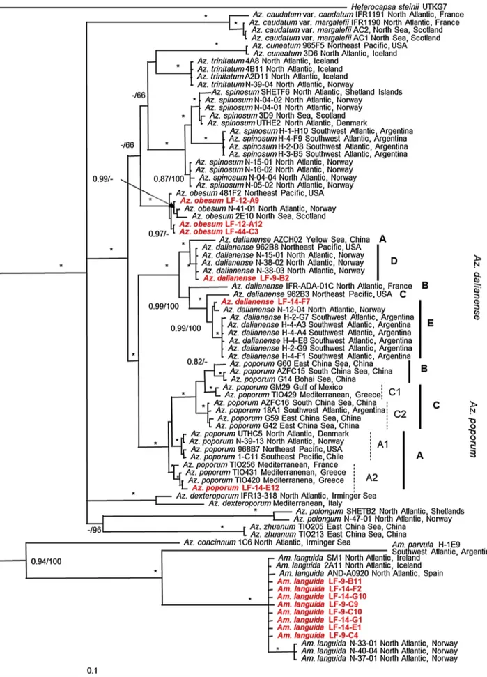 Fig. 10. Phylogeny of Azadinium obesum, Az. dalianense, Az. poporum and Amphidoma languida inferred from concatenated SSU, ITS and partial LSU rDNA sequences using Maximum likelihood (ML)