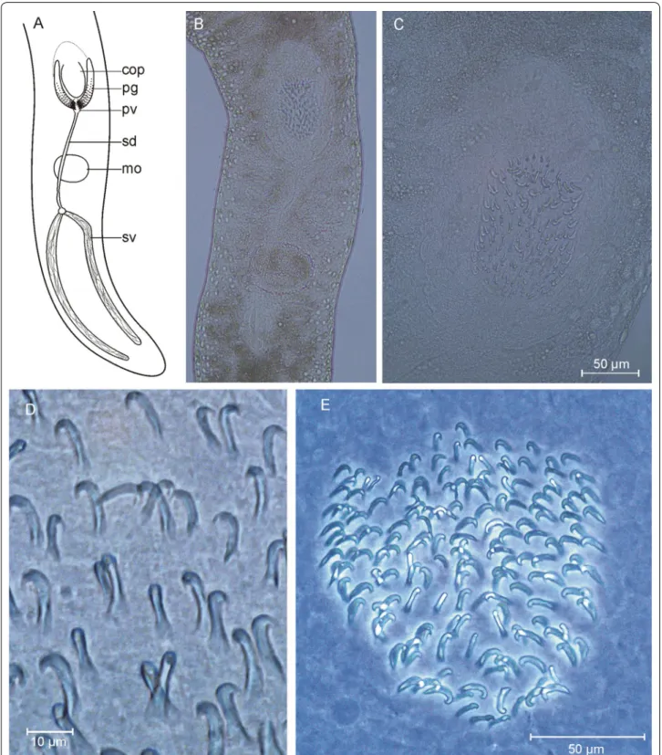Fig. 7  Cirrifera paraculeata. A, B organization, rear end. C–E Sclerotic apparatus