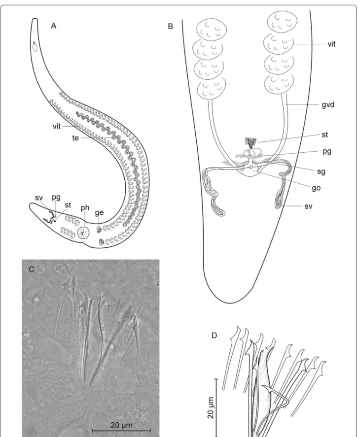 Fig. 5  Coelogynopora minuta. A organization; B rear end; C, D sclerotic genital apparatus