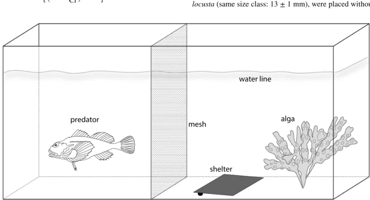 Fig. 1    General experimental setup for the investigation of habitat choice and food consumption in the amphipod Echinogammarus marinus 