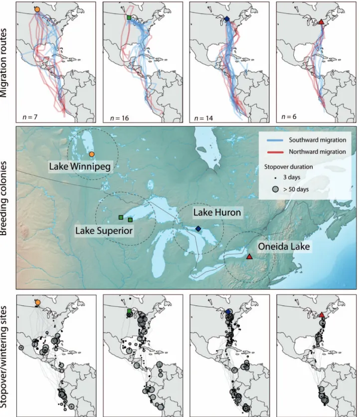 FIGURE 1. Locations of 5 inland breeding colonies where Common Terns were tracked using light-level geolocators: Egg Island, Lake Winnipeg (Manitoba, Canada); Interstate Island, Lake Superior (Minnesota and Wisconsin, USA); Ashland Island, Lake Superior (W