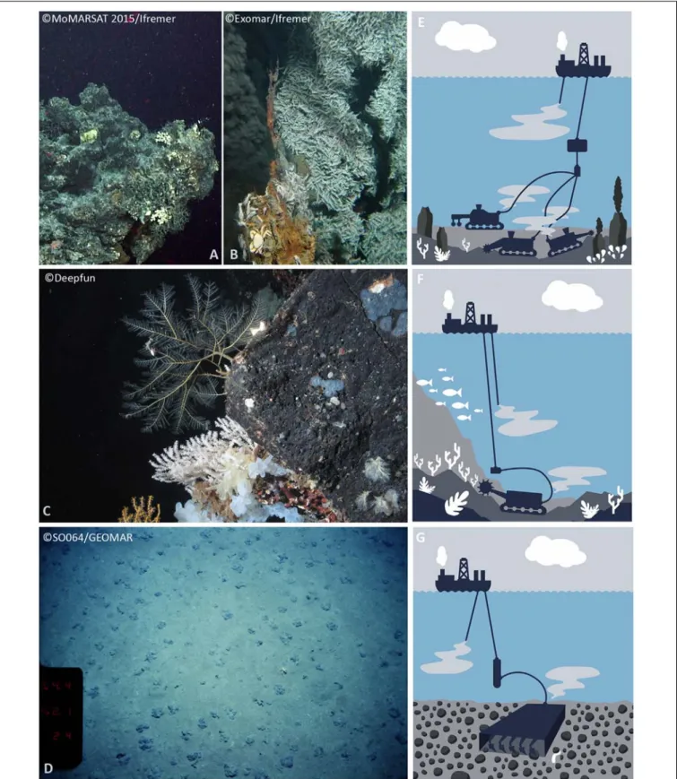 FIGURE 1 | Overview of the ecosystem of interest to mining and examples of associated biological communities at inactive (A) and active hydrothermal vents (B), seamounts (C) and nodule fields (D)