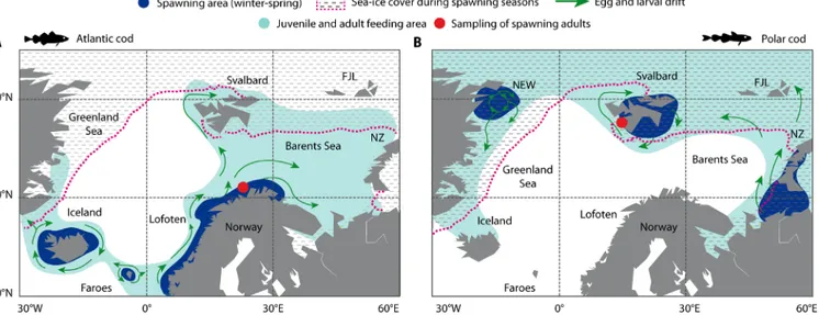 Fig. 1. Distribution patterns of Atlantic cod and Polar cod in the Seas of Norden. (A) Atlantic cod; (B) Polar cod