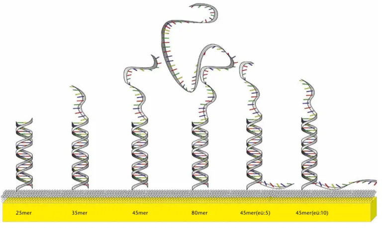 Abb. 4) Schematische Darstellung der Fänger-Ziel-DNA-Komplexe zwischen einem 25mer Fänger und den entsprechenden Zielsträngen.