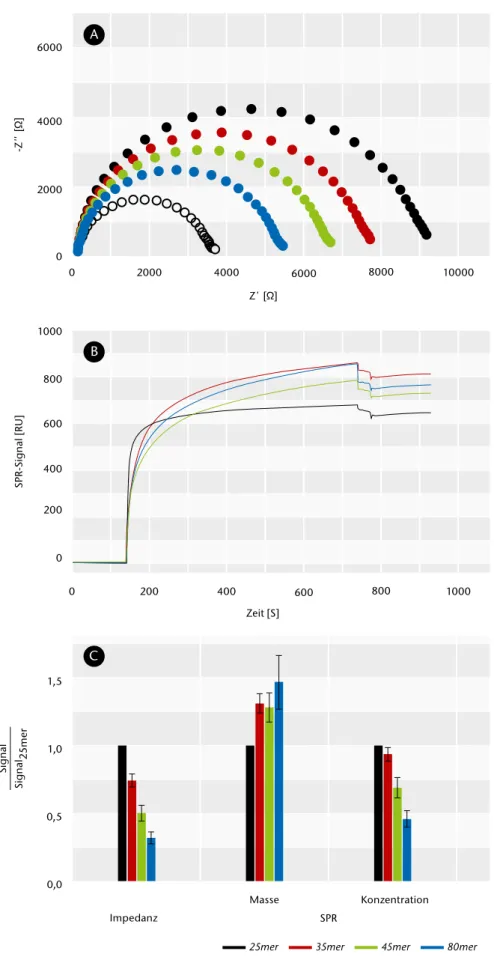 Abb. 5) (A) Impedanzspektren einer DNA-modifizierten Goldchipelektrode vor (weiß) und nach der Hybri- Hybri-disierung mit 25mer (schwarz), 35mer (rot), 45mer (grün) und 80mer (blau) Ziel-DNA