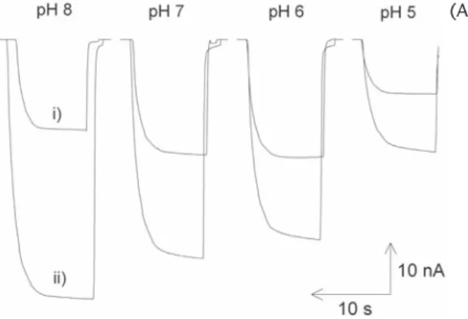 Abb. 2A: Photostrommessungen einer Au-[QD-BDT] Elektrode bei  konstantem Potential in Argon-gespültem Puffer (i) und luftgesättigtem  Puffer (ii) in Abhängigkeit des pH-Wertes (100 mM HEPES; t L = 10 s; 