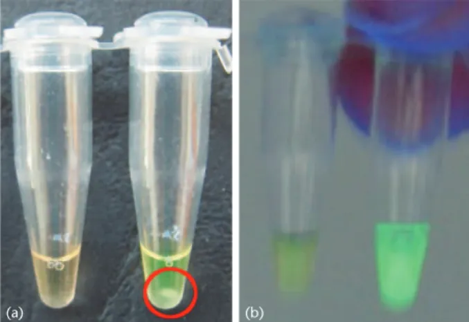 Abb. 3: Analyse der LAMP-Produkte bei (a) Tageslicht und (b) UV-Licht  (links: nicht infi  zierte Probe, rechts: Positivmaterial)
