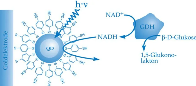 Abb. 6: Schema der Glukose-Detektion an einer Quantenpunkt-modifi  zierten Goldelektrode über die katalytische Produktion von NADH durch das  Enzym Glukosedehydrogenase (GDH) in Lösung 