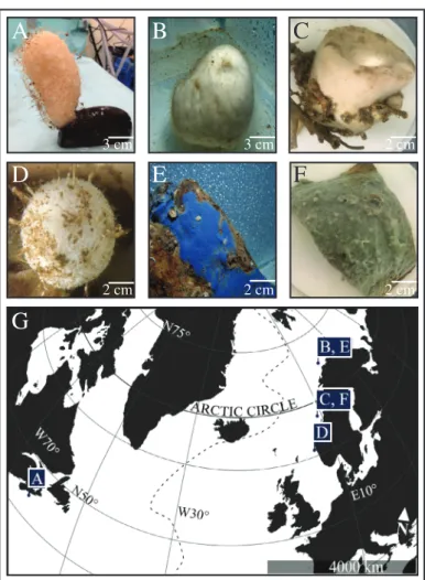 Fig. 1. Photographs of six dominant North-Atlantic deep-sea sponge species used in the study (top) and their North-Atlantic sampling area (bottom)