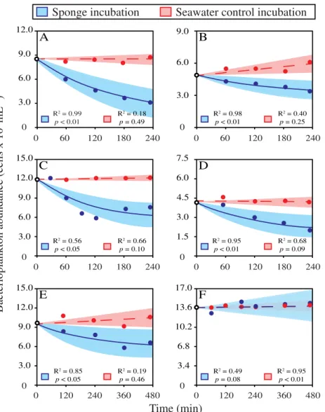 Fig. 2. Average abundances of bacterioplankton over time during incubations with six dominant North-Atlantic deep-sea sponge species (blue) in com- com-parison to seawater control incubations (red)