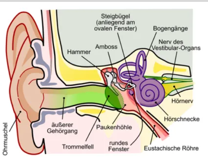 Abb. 5: Aufbau des Ohres mit Außenohr bis zum Trommelfell, dem Mittel- Mittel-ohr mit Hammer, Amboss und Steigbügel und dem InnenMittel-ohr mit  Bogengän-gen und Hörschnecke (Cochlea)