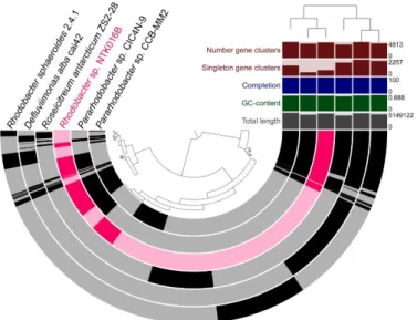 Figure 3. Genome comparison of the three sequenced NTK Bacillus spp. genomes (NTK034, NTK071 and NTK074B) in blue, with closely related neighbors in grey