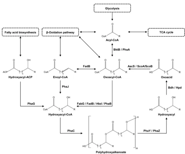 Figure 1. General overview of the polyhydroxyalkanoate (PHA) cycle with examples of enzymes catalyzing the reactions
