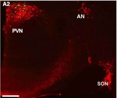 Figure 1: OXT neurons located within hypothalamic PVN, SON and AN. Scale bar represents 500 µm