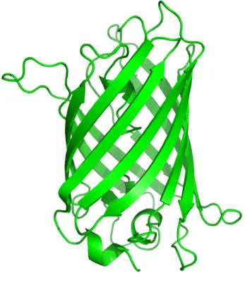 Figure 2: Green fluorescent protein (GFP). Typical beta-barrel structure of the green-light emiting protein originally  derived from Aequorea victoria