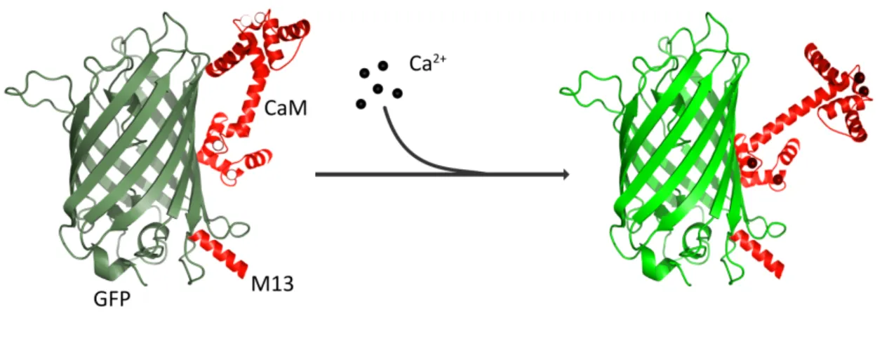 Figure 3:  Principle of GCaMP. Following Ca 2+  binding, calmodulin (CaM) undergoes a conformational change and  thereby deprotonates green fluorescent protein (GFP)