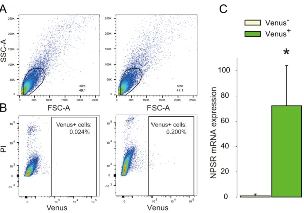 Figure  6:  OXT  neurons  within  the  hypothalamic  PVN  express  NPSR  mRNA.  FACS  plots  indicate  that  cells  were  sorted by A) size via side- (SSC) and forward-scattered light (FSC) and B) fluorescence intensity in living cells negative  for propid