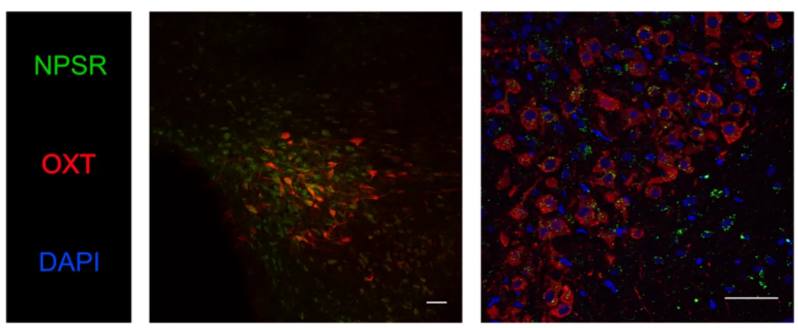 Figure 7: Immunofluorescent staining demonstrates NPSR localization on PVN-OXT neurons