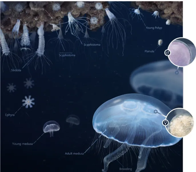 Figure 3. Metagenic life cycle of a scyphozoan jellyfish illustrated for the moon jelly Aurelia aurita