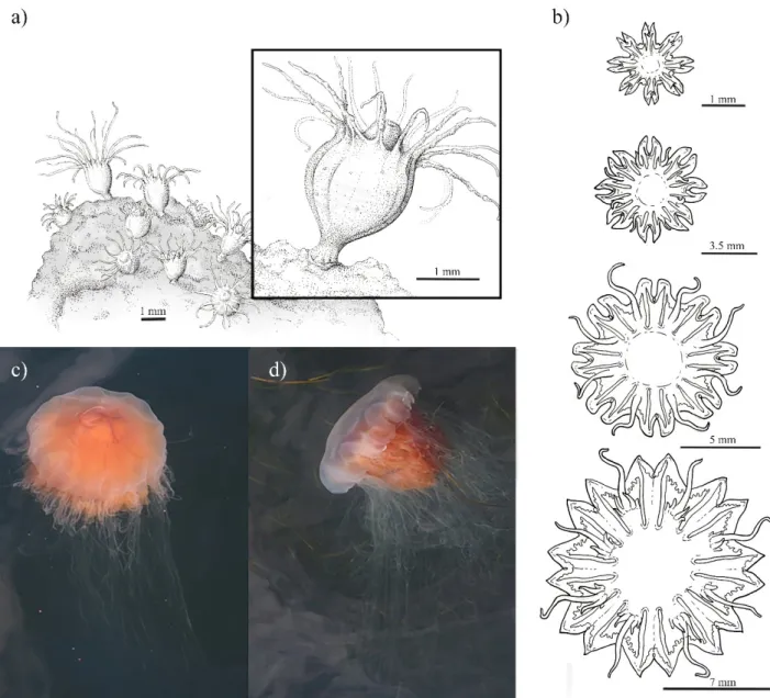 Figure 4. The Lion’s mane jellyfish Cyanea capillata (a) with polyp colony and close up of an individual polyp (inlet), (b)  development sequence of ephyra, (c,d) medusae (ca
