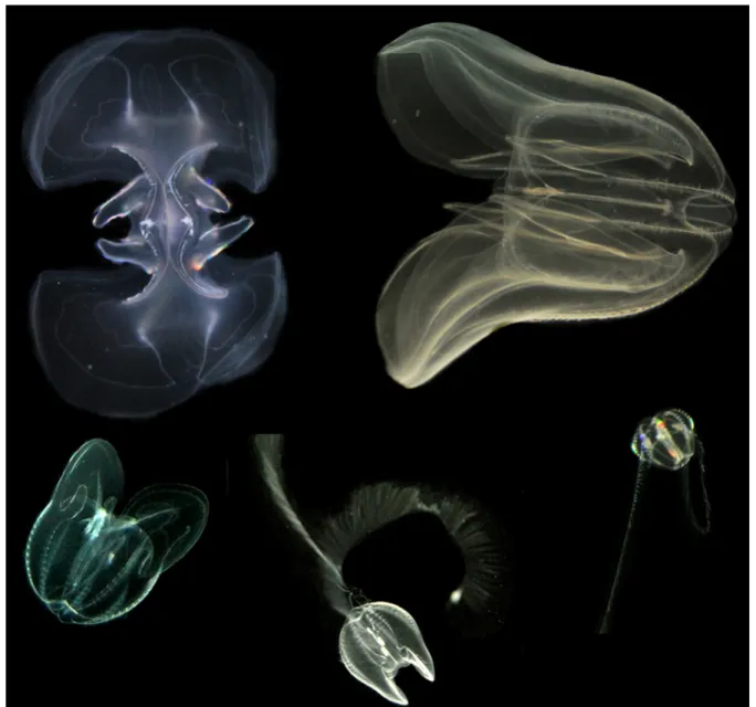 Figure 7. Non-indigenous comb jelly Mnemiopsis leidyi with holoplanktonic development sequence