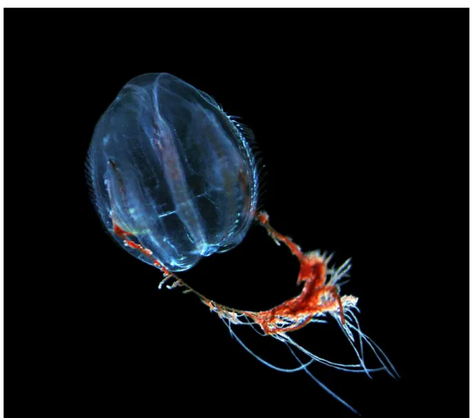 Figure 8. Native comb jelly Mertensia ovum, which is only present as larvae in the Baltic Sea