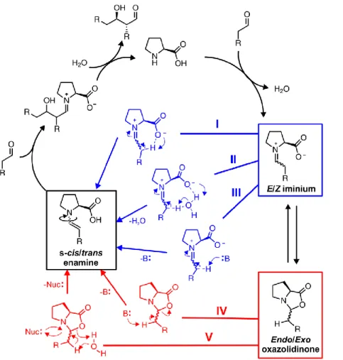 Fig. 1:  Catalytic  cycle  of  L -proline-catalyzed  aldol  reactions  and  proposed  enamine  formation  pathways