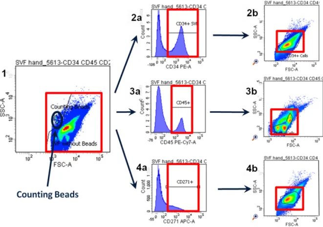 Figure 12 Gating strategy to obtain the cell concentration of the cells positive for one marker  in  the  lipoaspirate