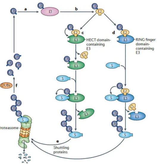 Abbildung 6: Übersicht über das UPS. a) Ubiquitin wird durch das Ubiquitin-aktivierende Enzym (E1) aktiviert