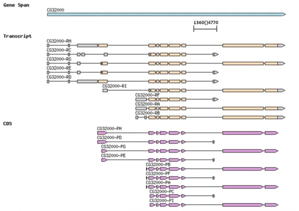 Abbildung  11:  Übersicht  über  das  Gen  CG32000,  mit  den  verschiedenen  Transkript-  und  Proteinisoformen