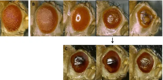 Abbildung  22:  Überexpression  von  dPark9H  führt  zu  einem  Augenphänotyp.  (A)  Kontrolle  gmr-GAL4/+; 
