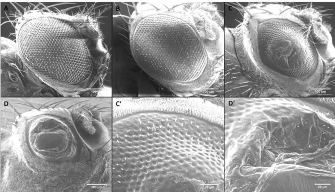Abbildung  23:  Raster-EM-Aufnahmen  vom  dPark9H-Augenphänotyp.  (A)  Die  Kontrolle  gmr-GAL4/+;  UAS- UAS-GFP/+  zeigt  ein  wildtypisches  Auge