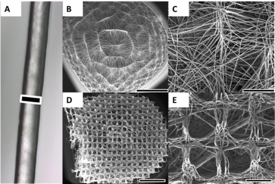 Figure 1. Melt electrospinning of PCL was used to produce 3D scaffolds. (A) Optical microscopy image of a representative melt electrospun PCL fibre; (B,C) Due to structured and curved metallic collector substrates, the scaffold possessed a convex-shaped ar