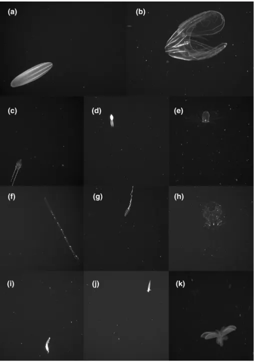 Fig. 4    Frame-grabs of Norwe- Norwe-gian pelagic fauna from videos  recorded with PELAGIOS