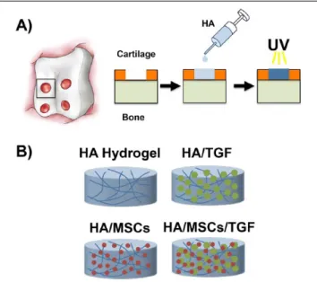 Figure 1. (A)  Illustration of cartilage defects created in  the trochlear groove and schematic of polymerization of the  hyaluronic acid (HA) hydrogel within the defect via ultraviolet  (UV) light