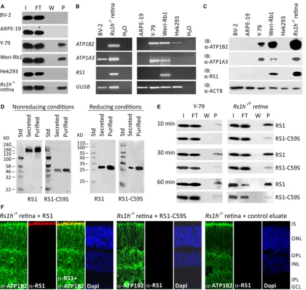 Fig. 2 Binding of RS1 variants to retinal cells (A) Binding of retinoschisin to cultured retinal cell lines ARPE-19, Y-79, Weri-Rb1 and BV-2: Cells were incubated for 60 min