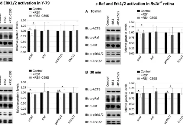 Fig. 4 Influence of retinoschisin on the ERK pathway in murine Rs1h /Y retinal explants