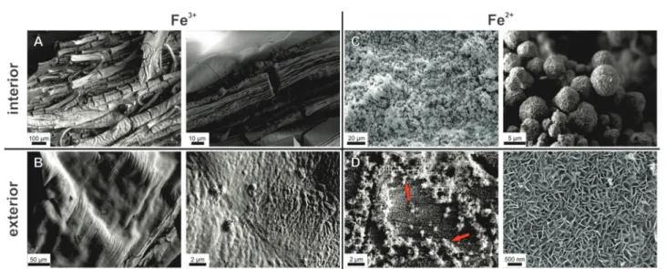 Fig. 4 Scanning electron micrographs showing the morphology and fine structure of the inner (top row) and outer (bottom row) surfaces of tubular membranes formed in silica garden systems based on FeCl 3 (left) and FeCl 2 (right)