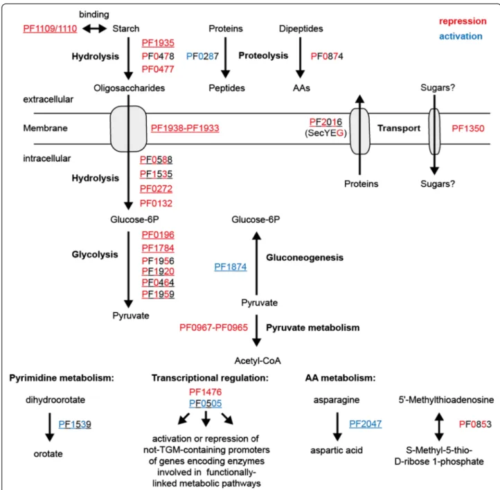 Fig. 8 TrmBL1 controls expression of genes involved in functionally-linked metabolic pathways by its own or in concert with secondary regulators.