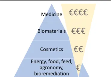 FIGURE 4 | Marine biotechnology products pyramid values. Adapted from Day et al. (2016)